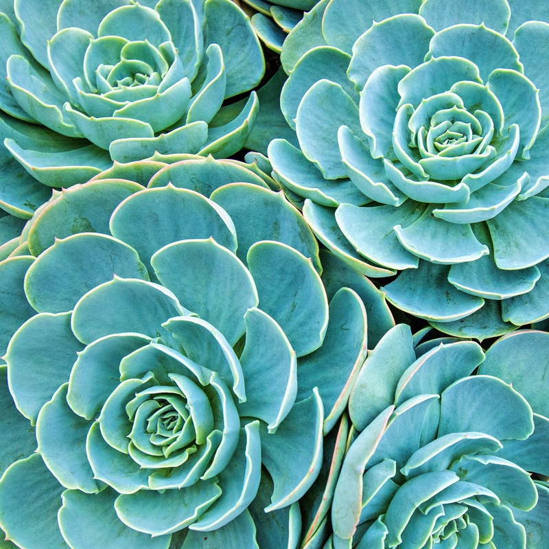 10036